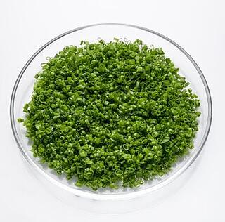 SCHNITTLAUCH GESCHNITTEN 250G 